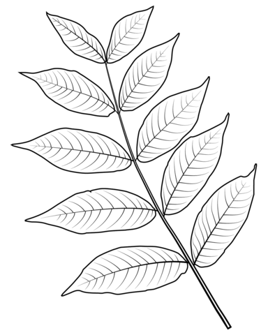 Black Walnut Leaf Coloring Page